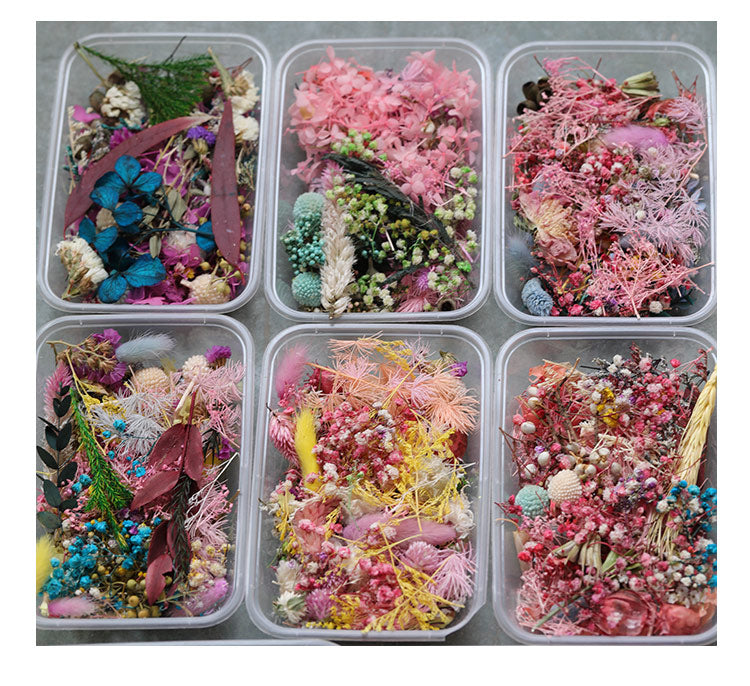 1 Box Real Dried Flower