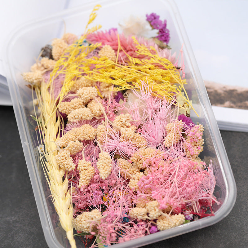 1 Box Real Dried Flower