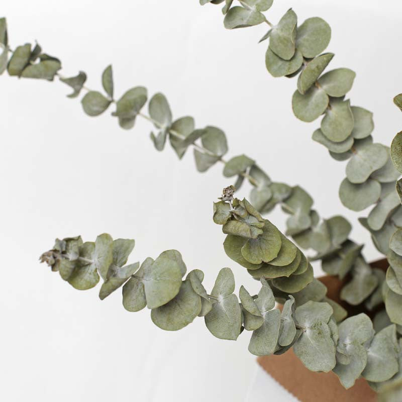 Eucalyptus dried flower bouquet